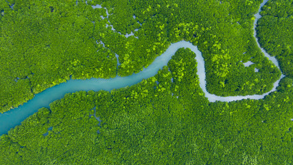 Aerial view mangrove jungles in Thailand, River in tropical mangrove green tree forest top view, trees, river. Mangrove landscape.