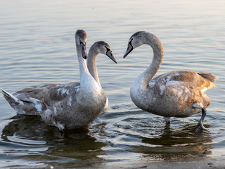picture with swan family by the lake, autumn evening before sunset,