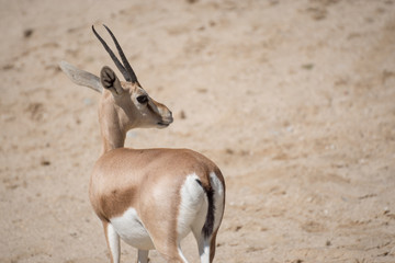 Macho de gacela dorcas en el zoo de Madrid