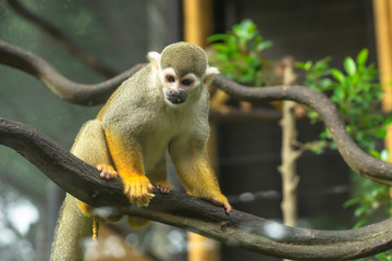 Squirrel monkey , the smallest of the primate family cebidae. South America wild life. 'Small nervous primates'.