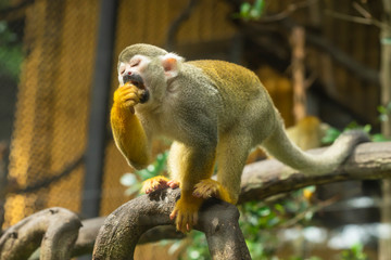 Obraz premium Squirrel monkey enjoy eating , the smallest of the primate family cebidae. South America wild life. 'Small nervous primates'.