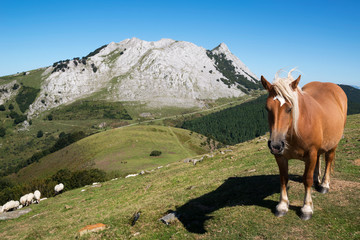 Fototapeta na wymiar Vista del monte Amboto y un caballo salvaje en el Parque Natural de Urkiola, Vizcaya, País Vasco, España