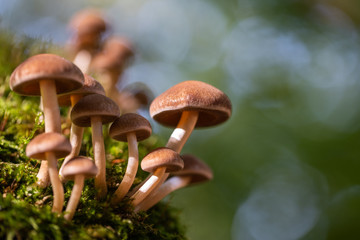 Mushrooms at the Six Lake District in Duisburg in close-up