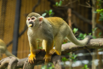 Squirrel monkey eating fruit, the smallest of the primate family cebidae. South America wild life. 'Small nervous primates'.