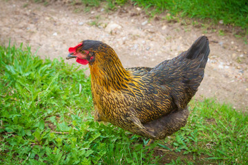 Chickens walk in the yard on the green grass