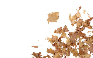 Dry crushed autumn, fall oak leaves texture isolated on white background, top view