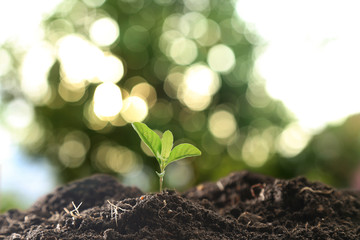 Farmer's hand watering a young plant on green bokeh nature