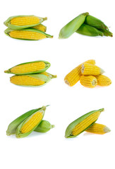 Corn collection isolated on white