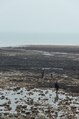 un paysage de plage avec des touristes. La mer du Nord. Des touristes à la mer en hiver.