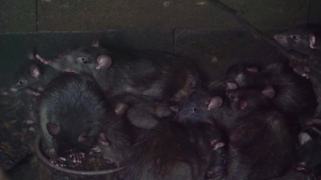 group of black rats together, house plagues, Invasive specie, Rodents from Asia