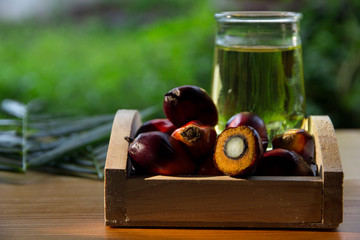 Red Oil Palm seed in a basket and cooking palm oil in glass with morning sunlight on garden background