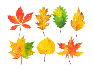Obraz premium Watercolor hand drawn set of autumn leaves of different types of trees. Bright and colorful forest elements. A beautiful collection for Thanksgiving invitations, posters and banners. Autumn time.