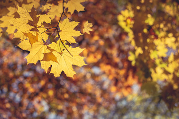 Beautiful autumn maple tree with yellow leaves and sun.