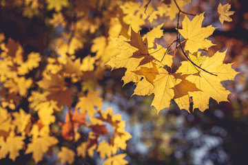 Beautiful autumn maple tree with yellow leaves and sun.