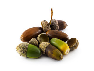 Acorns and their useful properties. Traditional medicine and treatment with natural remedies....