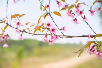 Beautiful cherry blossom or sakura in spring time over  sky