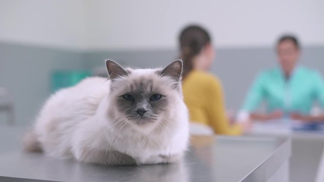 Cute birman cat at the pet clinic