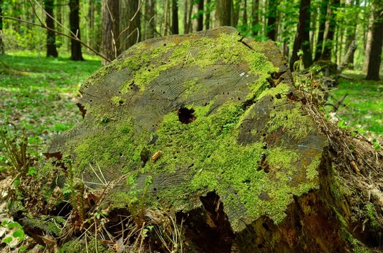 Pieniek Bilder Durchsuchen 234 Archivfotos, und Videos