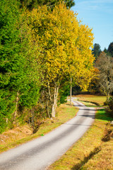 Obraz premium route dans la forêt automnale. chemin passant dans les bois avec les arbres jaunes