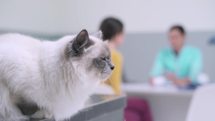 Cute birman cat at the pet clinic