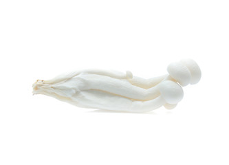white beech mushroom or Shimeji mushroom on white background