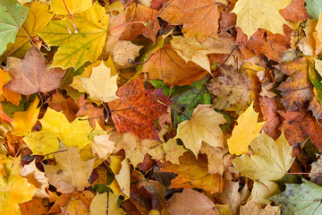 Naklejka na ściany i meble colorful autumn leafs 