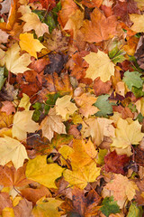 colorful autumn leafs 