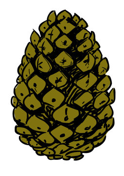 Pine cone hand drawn vector illustration