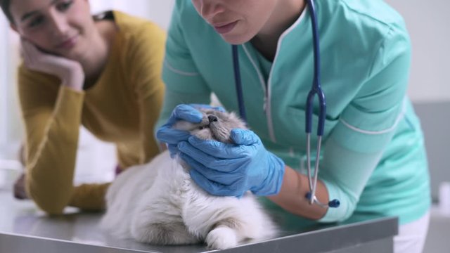Professional female vet examining a cat at the clinic