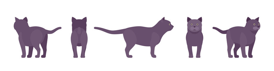 Black Cat standing. Active healthy kitten with dark, gray colored fur, cute funny pet, mystic bad luck omen. Vector flat style cartoon illustration isolated on white background, different views