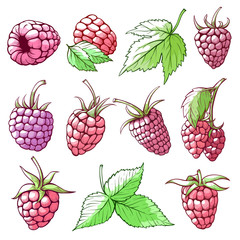 Raspberries and leaves hand drawn vector color illustrations set
