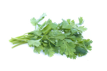 Bunch of fresh coriander leaves over white background