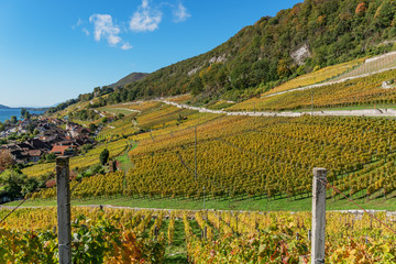 Blick auf den herbstlich gefärbten Rebenweg bei Twann - Bielersee, Kanton Bern, Schweiz - 296533516