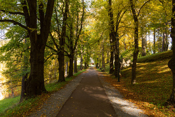 Obraz premium Magical tunnel and pathway through a thick forest glowing by sunlight. The path framed by bushes. Dramatic and gorgeous scene.