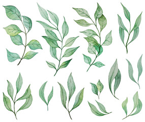Collection of green leaves and branches in watercolor