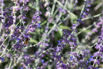 Close up of Lavendar with Honey Bee