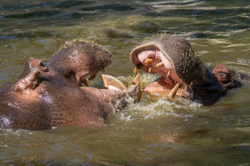 Dos hipopotamos adultos luchando en el agua