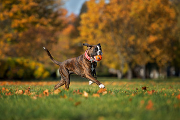 happy boxer dog running with a ball outdoors in autumn