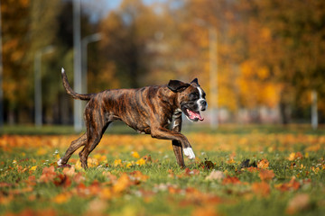 german boxer dog walking outdoors in autumn