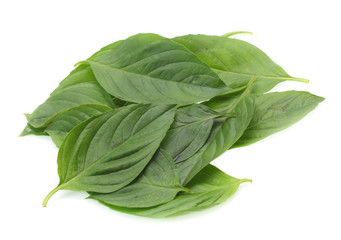 leaf of basil isolated on white