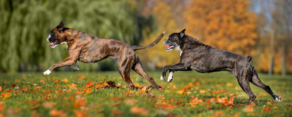 two happy boxer dogs running outdoors