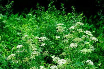 Field of Wildflowers in a lush, green summer forest