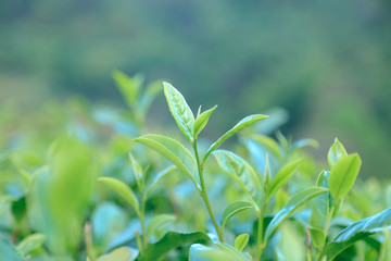 Fresh tea  leaves.