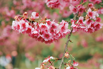Vintage sakura or cherry blossom