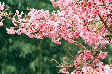 Vintage sakura or cherry blossom