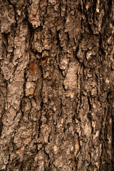 Tree bark in autumn rainy day. Brown with a yellow tint. Warm tone. Vertical orientation.