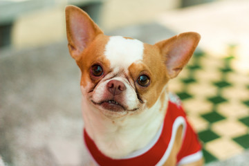 cute chihuahua dog wearing a red shirt smiling