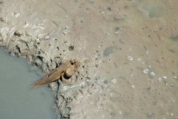 mudskipper life mongrove forest bad environment