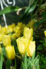 Tulip flowers  in garden nature background