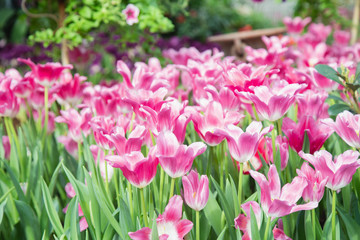 Tulip flowers  in garden nature background